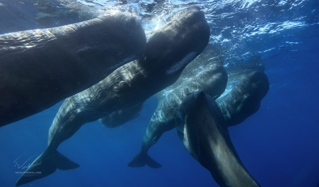 Sperm Whales The Giant Unknown Mammals Living In Greek Seas