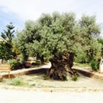 Elia Vouvon- oldest olive tree in the world