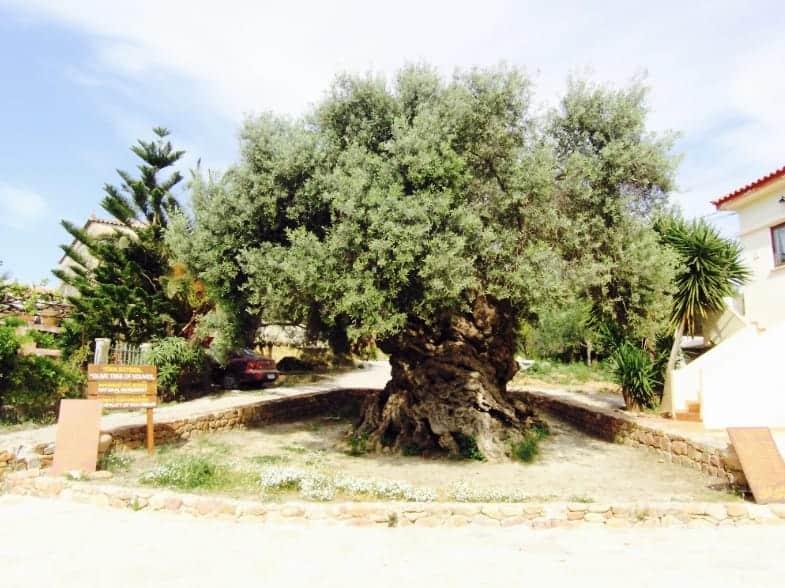 Elia Vouvon- oldest olive tree in the world 2