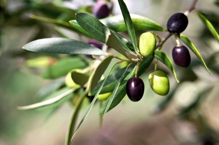Olives on a Branch