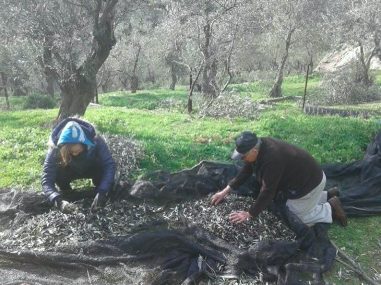 Local olive oil producers from Lesvos helping their island recover
