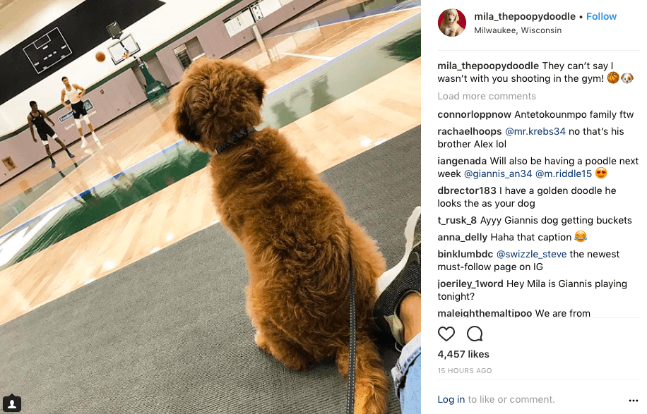 Greek Freak Introduces Fans To His New Puppy
