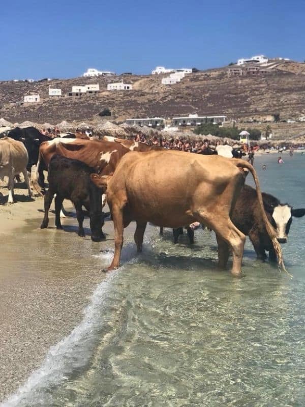Kalo Livadi cows