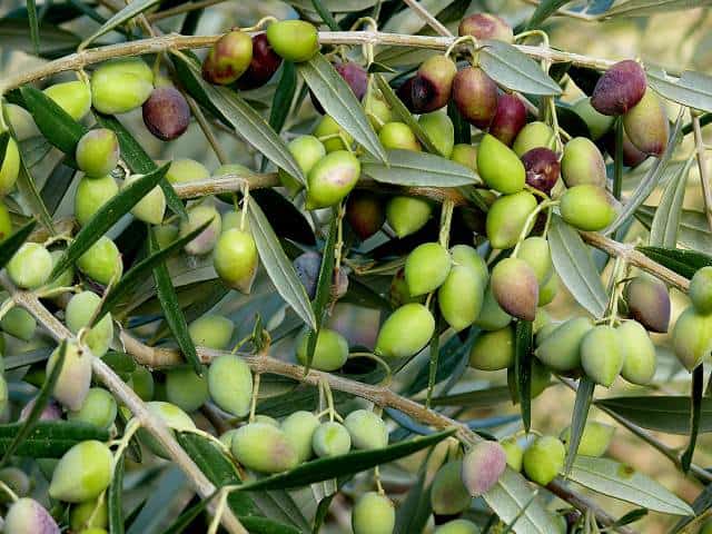 Greek olive tree