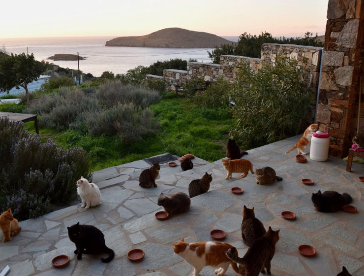 The purr-fect job for cat lovers is on the island of Syros 43