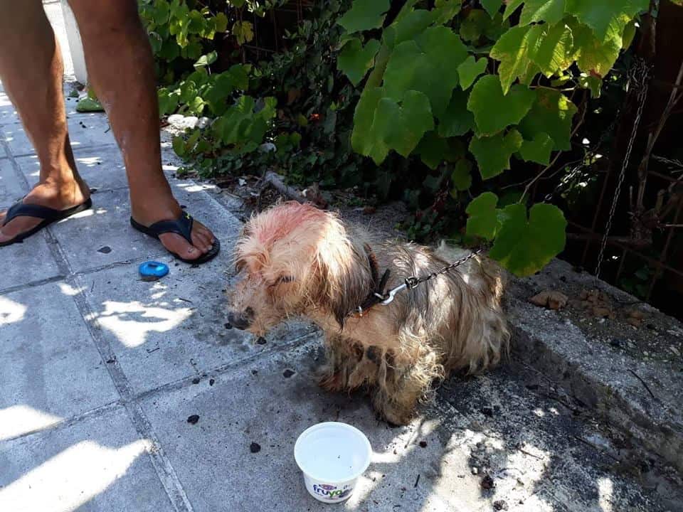 Corfu dog pertrol