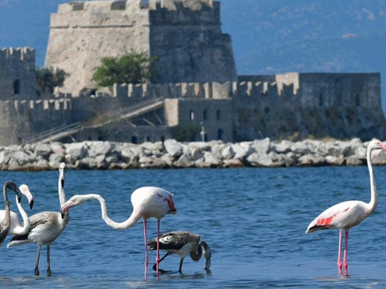 Migrating Flamingo Family make a stop over at Nafplio harbour