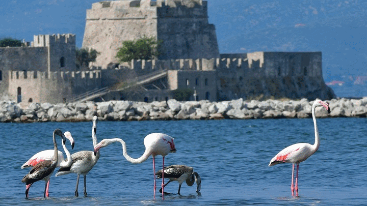 flamingo Nafplio