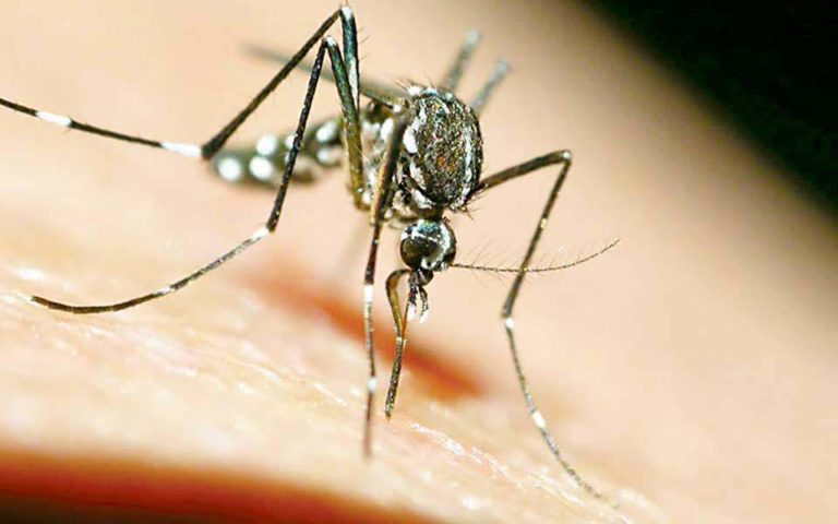 Athens Medical Association calls for emergency plan to deal with West Nile virus