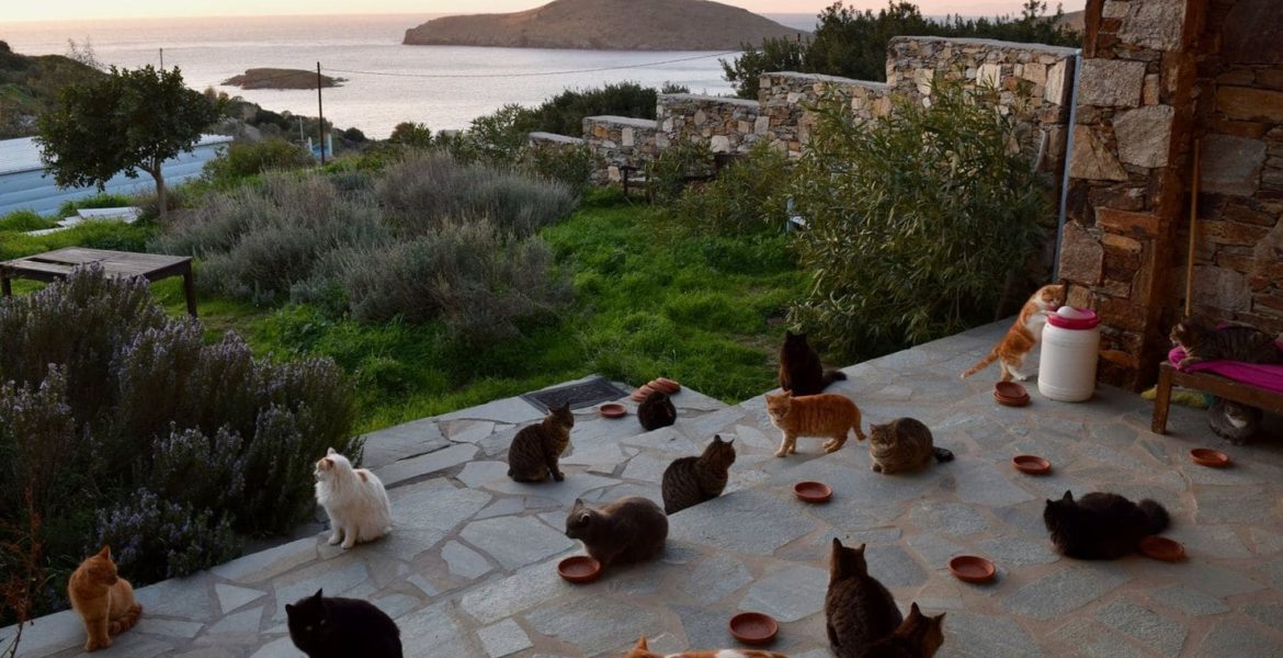 Syros cat sanctuary