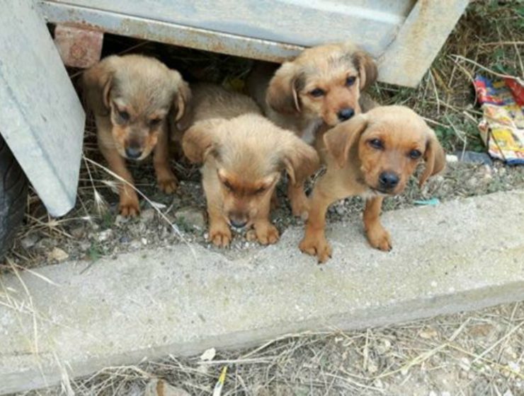 Puppies found killed and dumped in remote Greek village 7