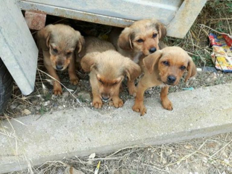 Puppies found killed and dumped in remote Greek village
