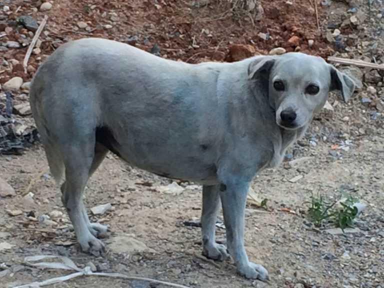 Frightened puppy cruelly painted blue in Crete