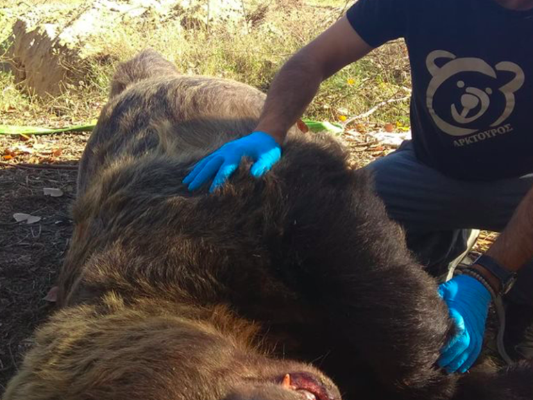 Greece’s largest bear killed in a road accident near Kastoria