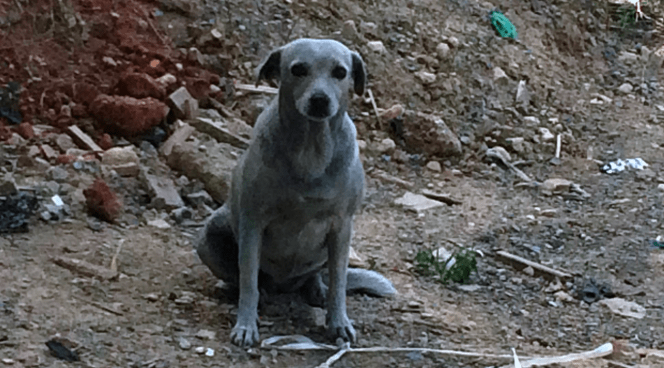 Frightened puppy cruelly painted blue in Crete 6