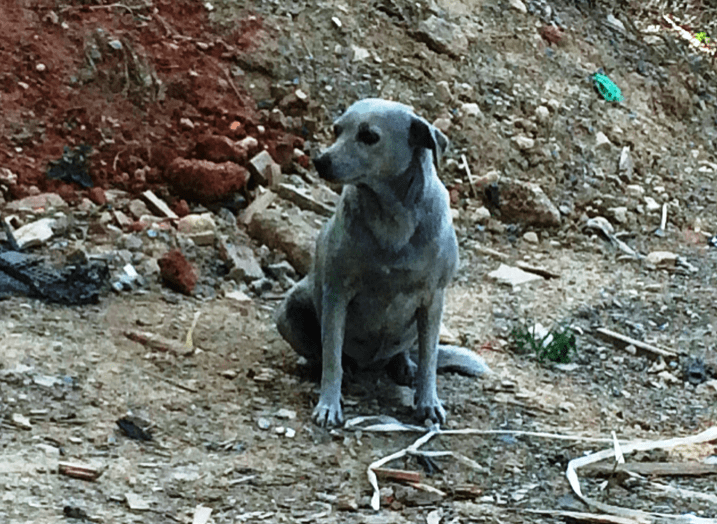 Frightened puppy cruelly painted blue in Crete 8