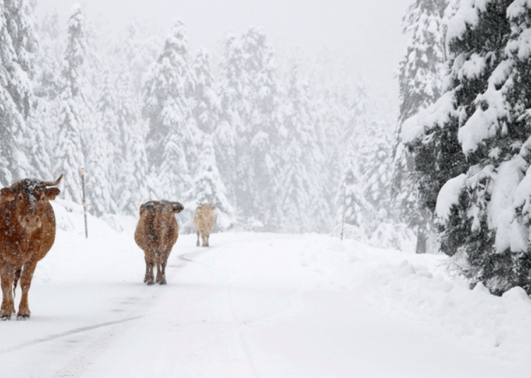 Greece covered in beautiful white snow (PICS) 13