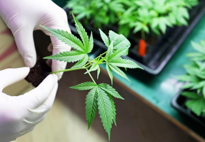 Study Finds Cannabis Compounds Prevent Infection By Covid-19 6