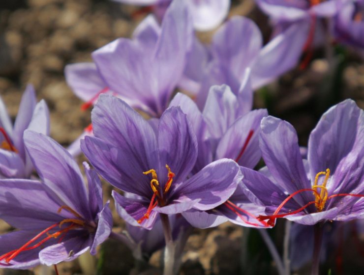 greeces red gold saffron trade blooms in wilted economy