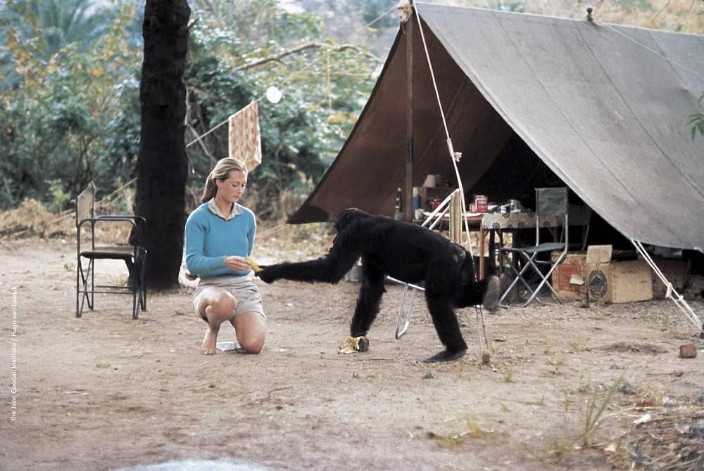 Jane Goodall at Gombe camp Copyright the Jane Goodall Institute by Hugo Van Lawick