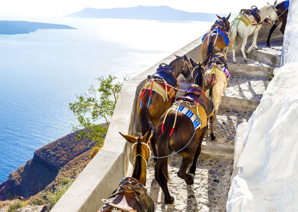 Overworked donkeys in Santorini Greece
