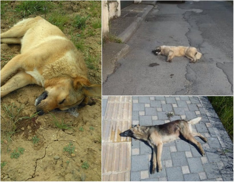 Horrific act of poisoning stray dogs is on the rise in Tripolis 3