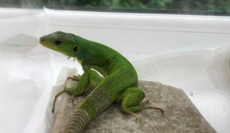 Stowaway lizard travels from Kos to Wales inside tourists' suitcase 8