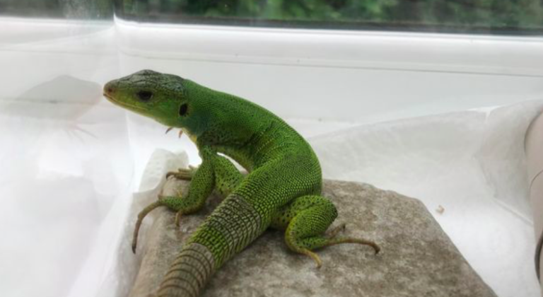 Stowaway lizard travels from Kos to Wales inside tourists' suitcase