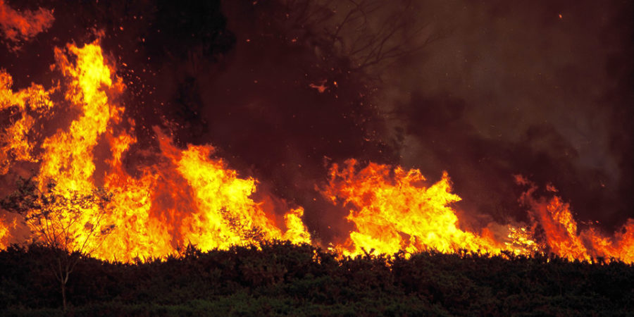 Large Wildfire Blazes Through Forest Area Of Peloponnese