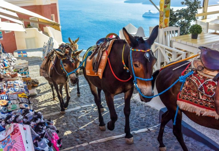 Animal activists accuse Greece of covering up donkey ‘abuse’ in Santorini