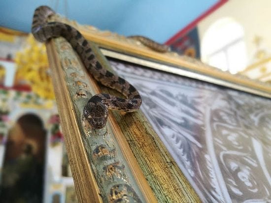snakes of the Virgin Mary