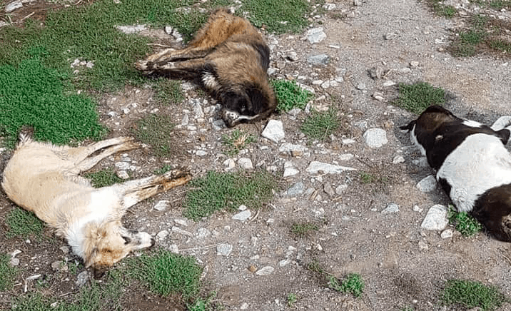 28 dogs found dead from mass poisoning in Florina