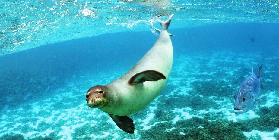 Mediterranean monk seal,