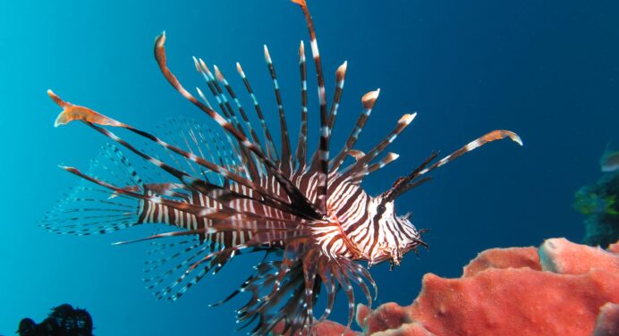 Greek chefs urged by conservationists to put venomous lionfish on their menus