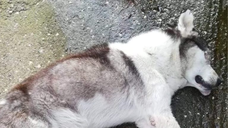 Husky found with eyes pulled out as vile attacker savagely kills dog in Messolonghi