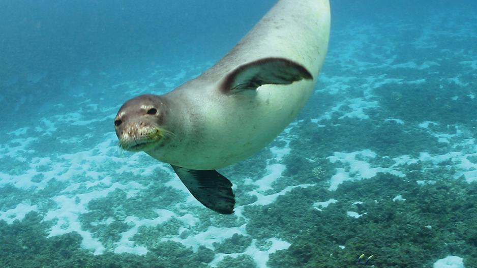 monch seal