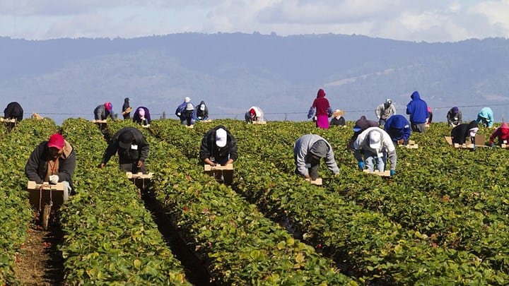 Albanian seasonal agricultural workers could go to Greece