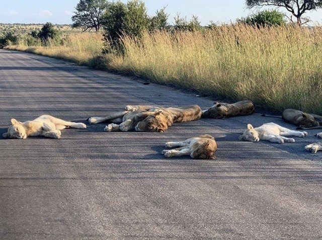 Lions lying on road