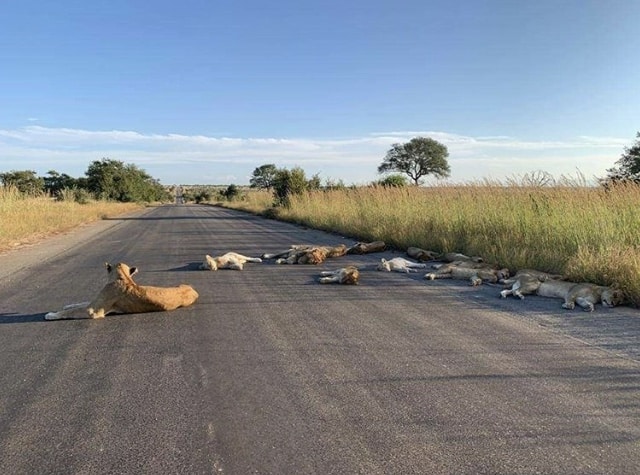 Lions lying across road Kruger National Park