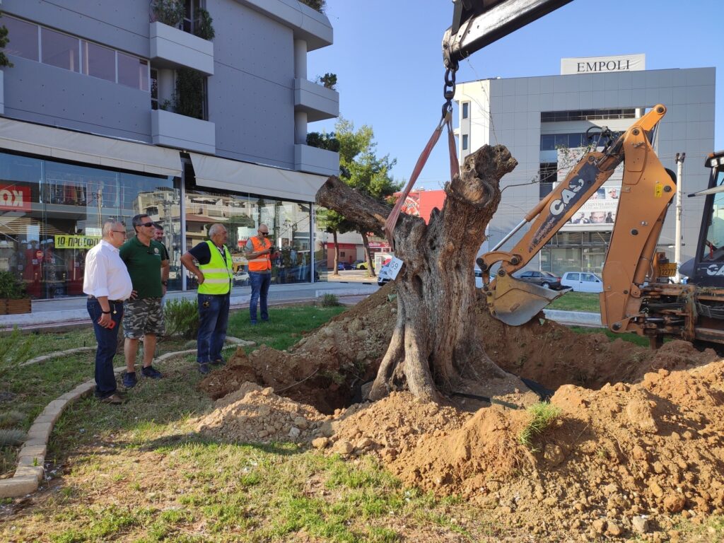 A 300-year-old olive tree has been planted in its new home