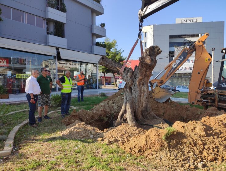 A 300-year-old olive tree has been planted in its new home