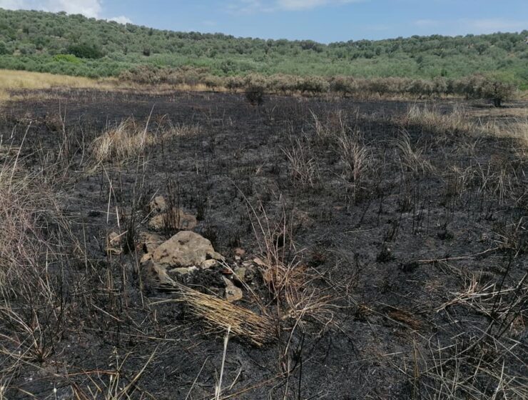 Illegal immigrants burn olive grove in Lesvos 18