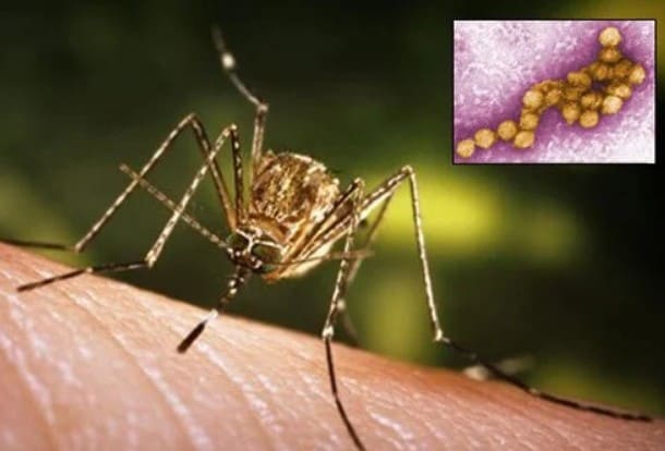 West Nile Virus Claims Lives in Greece: Concerns Rise as Cases Increase