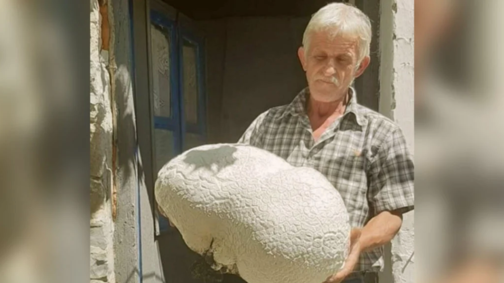Rare giant 8kg mushroom discovered in Kastoria
