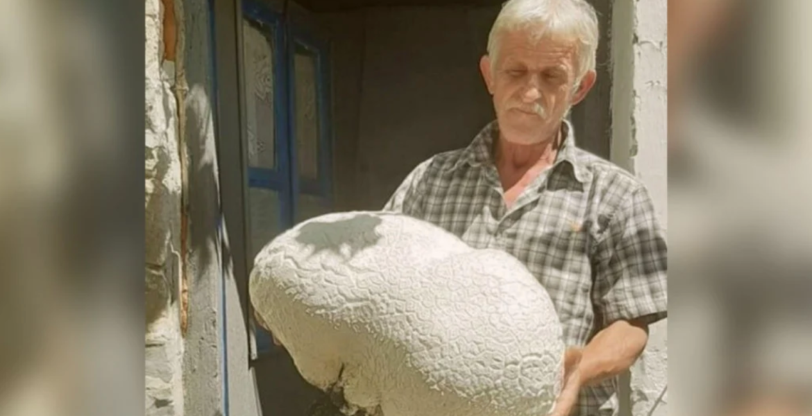 Rare giant 8kg mushroom discovered in Kastoria