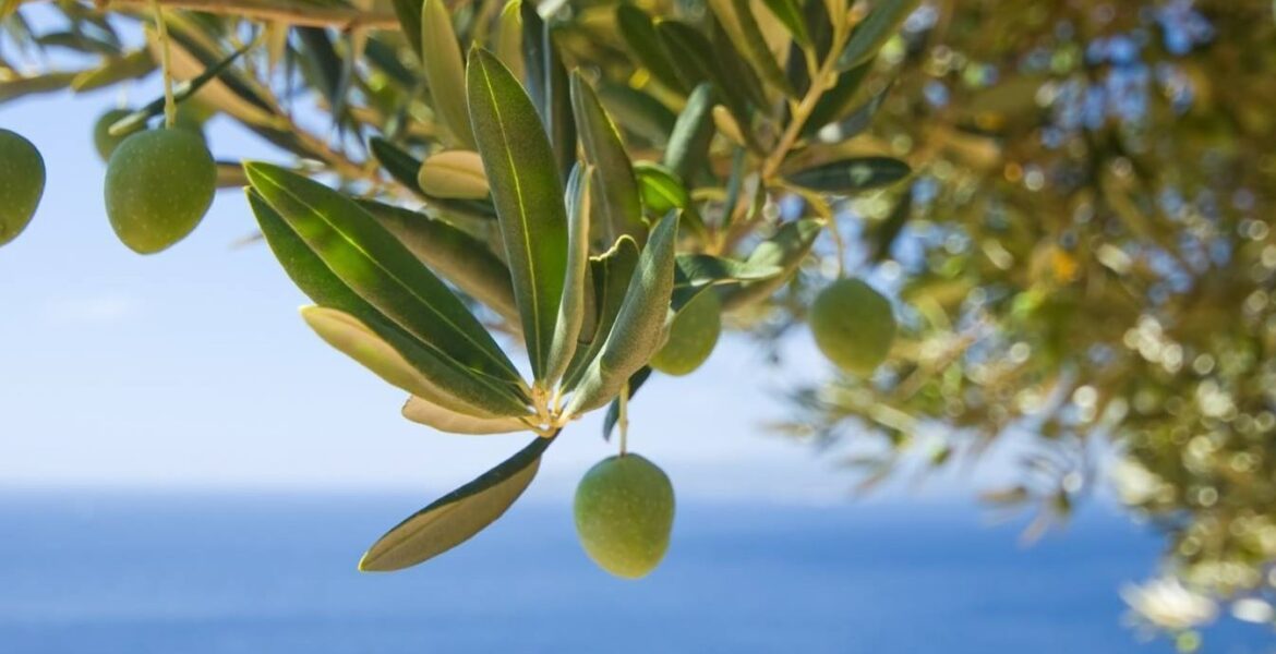 Study proves olive oil is the key to improving food safety