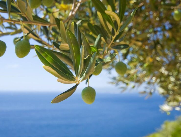 Study proves olive oil is the key to improving food safety 3
