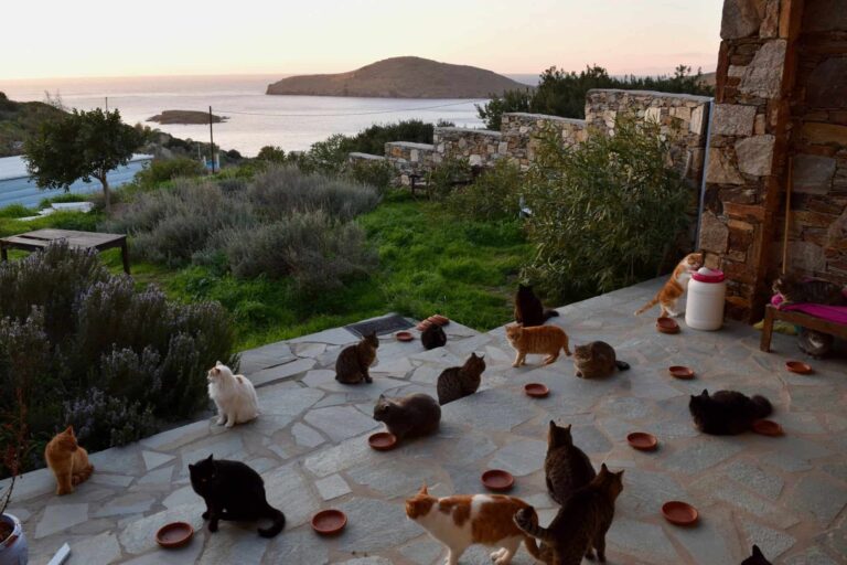 Cats of Syros