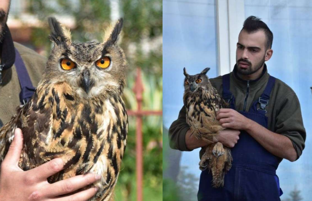 Large owl rescued in Achelous