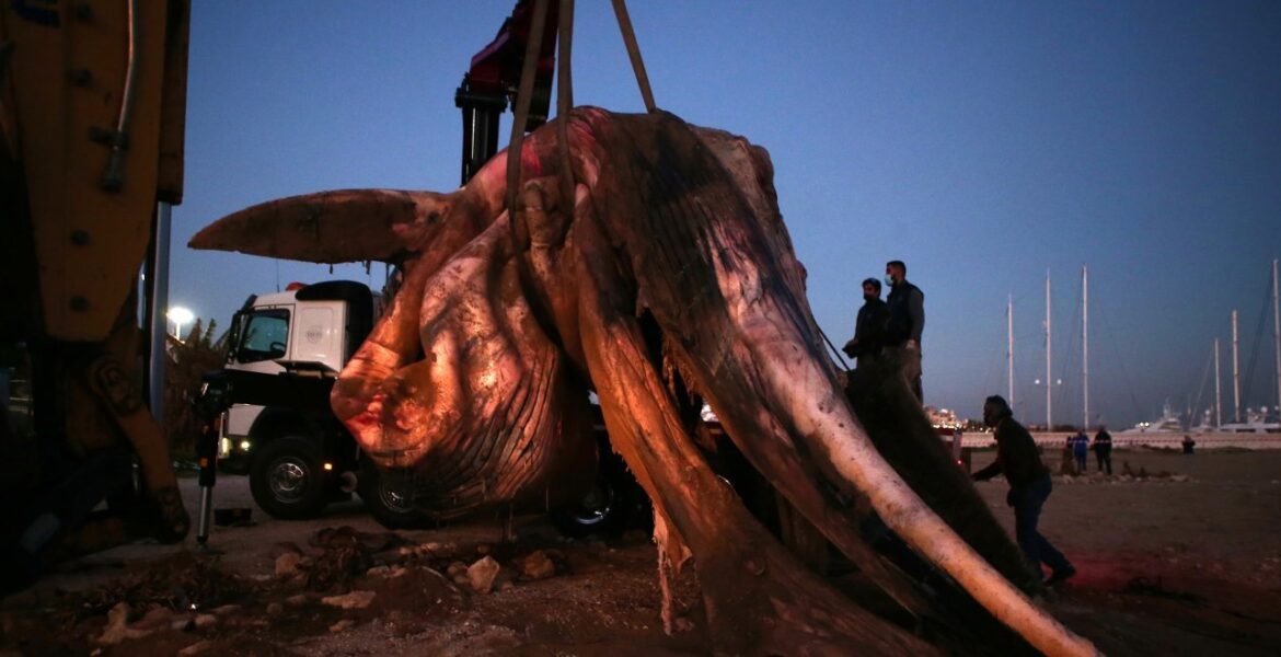 A dead whale was washed up in Freattida in Piraeus.